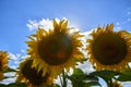 Young sunflowers bloom in field against a blue sky. Royalty Free Stock Photo