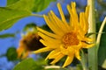 Young sunflowers bloom in field against a blue sky Royalty Free Stock Photo