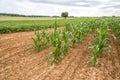 Young sunflowers and crops of early corn Royalty Free Stock Photo