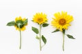 Young sunflowers on a white background. Royalty Free Stock Photo