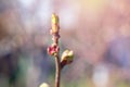Young sunlit straight thin twig of cherry tree ready to bloom. Green burgeons of cherry bush leaves on blurred background
