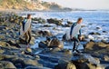 Young surfers head for the surf at Mountain Street Beach in Laguna Beach, California. Royalty Free Stock Photo