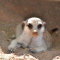 Young suricata