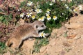 Young Suricata and chamomile. Curious meerkat