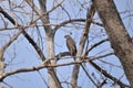 Young Swainsons Hawk watching from bare trees
