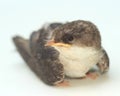 Young swallow Royalty Free Stock Photo