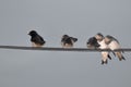 Young swallow Royalty Free Stock Photo