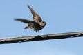 Young Swallow in Flight Royalty Free Stock Photo
