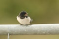 A cute young Swallow Hirundo rustica perching on a metal pole in the UK. It is waiting for the parents to come back and feed it. Royalty Free Stock Photo