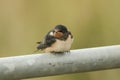 A cute young Swallow Hirundo rustica perching on a metal pole in the UK. It is waiting for the parents to come back and feed it. Royalty Free Stock Photo