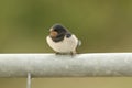 A cute young Swallow Hirundo rustica perching on a metal pole in the UK. It is waiting for the parents to come back and feed it. Royalty Free Stock Photo