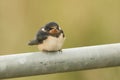 A cute young Swallow Hirundo rustica perching on a metal pole in the UK. It is waiting for the parents to come back and feed it. Royalty Free Stock Photo