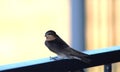 A young swallow Royalty Free Stock Photo