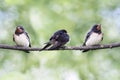 Young swallow Royalty Free Stock Photo