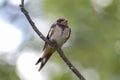 young swallow Royalty Free Stock Photo