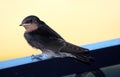 A young swallow Royalty Free Stock Photo