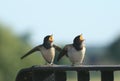 Young Swallows begging for food