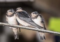 Young Swallows getting ready to fly