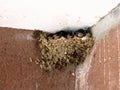 Young swallows life Royalty Free Stock Photo