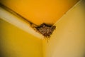 Young swallows life Royalty Free Stock Photo