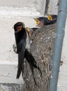 Young swallows in nest being fed by adult bird.