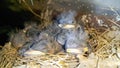 Young swallows in the nest. Hungry birds close-up