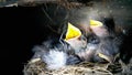 Young swallows in the nest. Hungry birds close-up