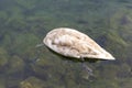 Young swan with head underwater looking for food Royalty Free Stock Photo