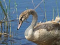 Young Swan Royalty Free Stock Photo
