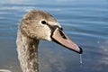 Young swan Royalty Free Stock Photo