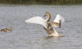 Young swan Royalty Free Stock Photo