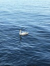 Young swan on the background of blue sea water. Royalty Free Stock Photo