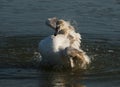 Young swan Royalty Free Stock Photo