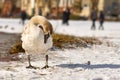 Young swan with brown patches in coat cleaning its feathers while standing in snow Royalty Free Stock Photo