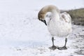 Young swan with brown patches in coat cleaning its feathers while standing in snow Royalty Free Stock Photo
