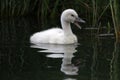 A young swan is calling his/her mother