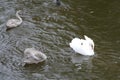 Young swan in family on a river water Royalty Free Stock Photo