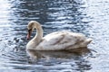 Young swan Royalty Free Stock Photo