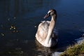 Young swan frozen by the shore after a cold night in the ice. people go to feed her so that she has enough strength to fly off the