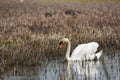 Young swan gaining its white plumage