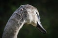 Swan juvenile`s head seen from behind