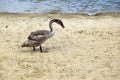 The young swan has grey feathers. The swan eats pancake