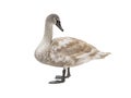 young swan isolated on white background Royalty Free Stock Photo