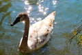 Young swan