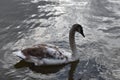 Young swan on lake