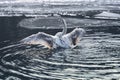 Young swan on a lake with ice floes Royalty Free Stock Photo