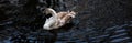 young swan on a lake panorama Royalty Free Stock Photo
