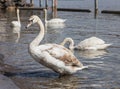 Young swan on Lake Zurich in Switzerland Royalty Free Stock Photo