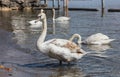 Young swan on Lake Zurich in Switzerland Royalty Free Stock Photo