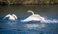 Young swan landing Royalty Free Stock Photo